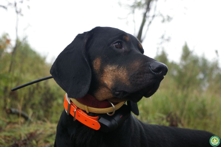 Шотландский сеттер-Гордон