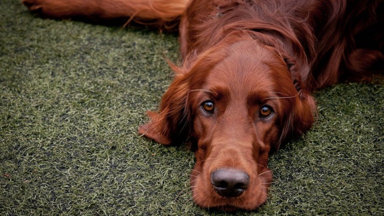 Русская гончая черноспинная