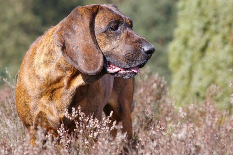 Выжла ирландский сеттер