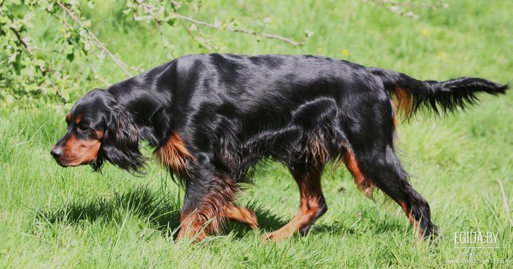 Доберман гончая