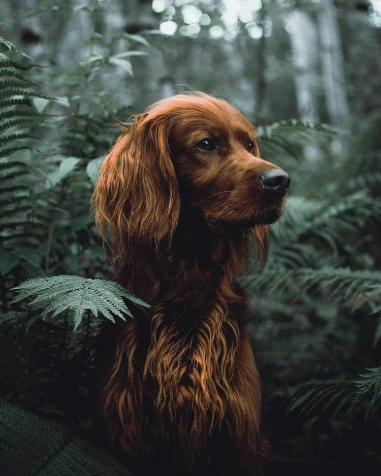 Ягдтерьер гладкошерстный