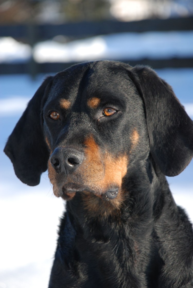 Шотландских сеттеров сеттер-Гордон