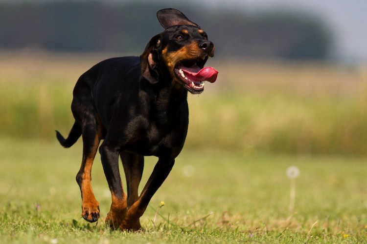 Среднеазиатская лайка