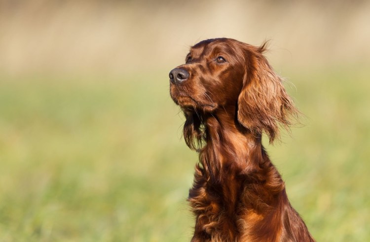 Шотланский сетьрлр шлрдон