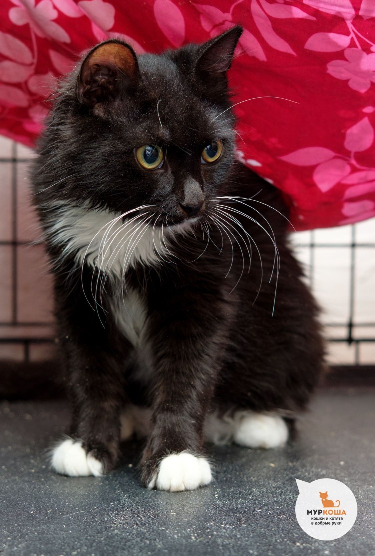 Шантильи кот