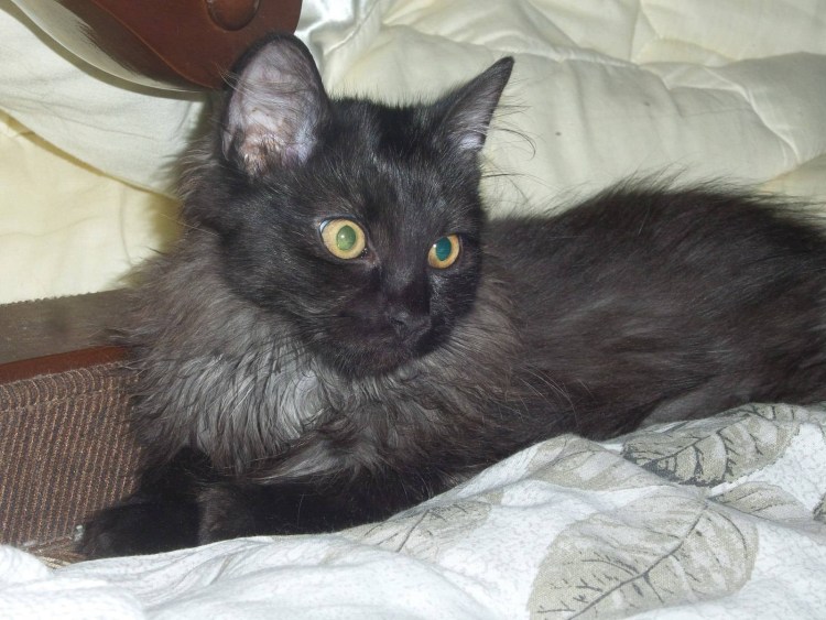 Котята шантильи Тиффани черепахового окраса