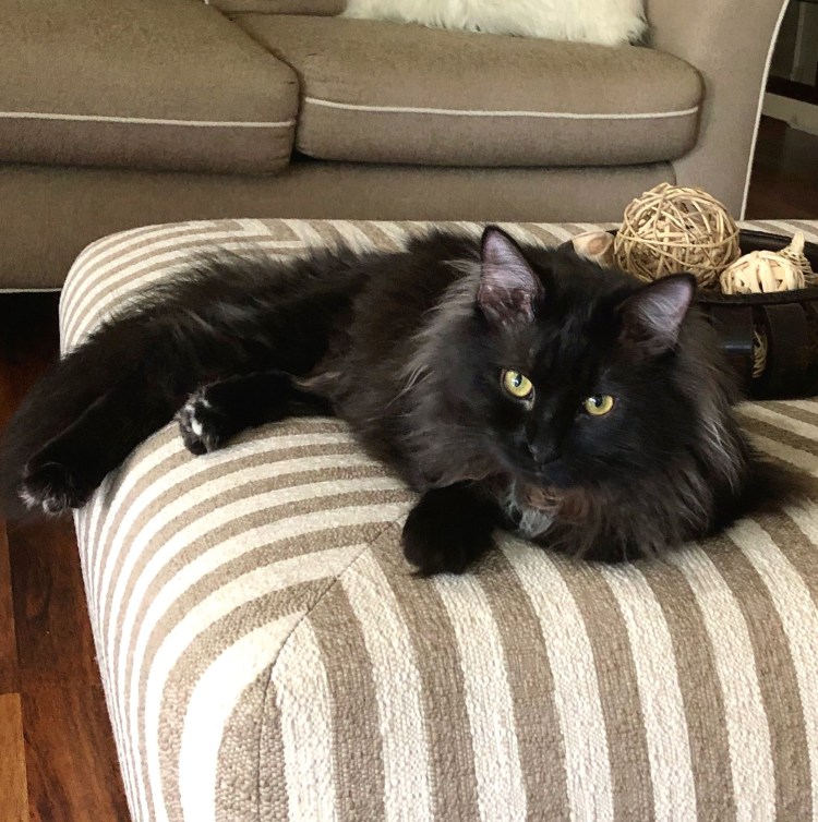 Шантильи Тиффани порода котёнок