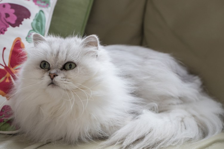 Шантильи Тиффани серый