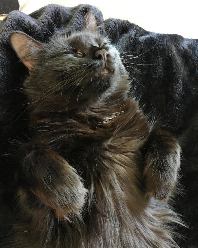 Шантильи Тиффани кошка