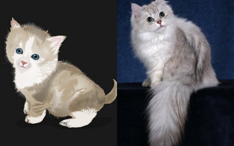 Шантильи Тиффани метис Сибирская