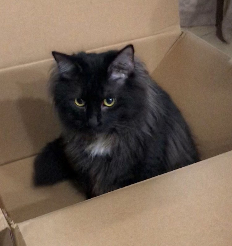 Шантильи Тиффани шоколадная