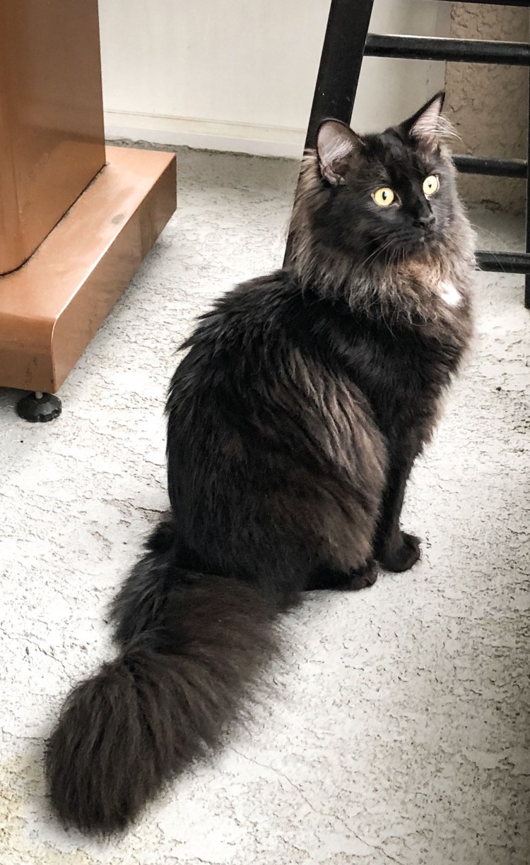 Шантильи-Тиффани порода кошек