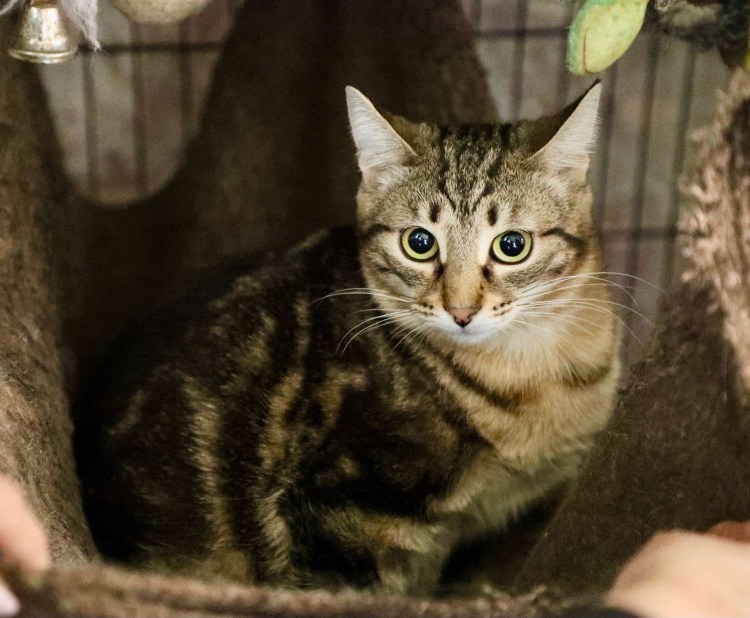 Кот Бурмилла длинношерстная