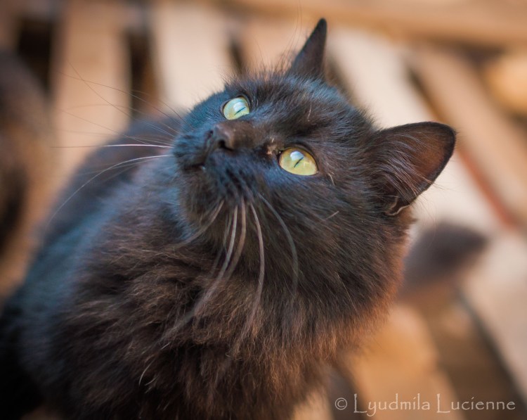 Шантильи Тиффани кошка