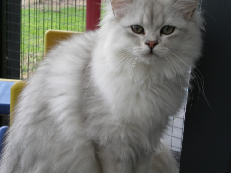 Шантильи Тиффани