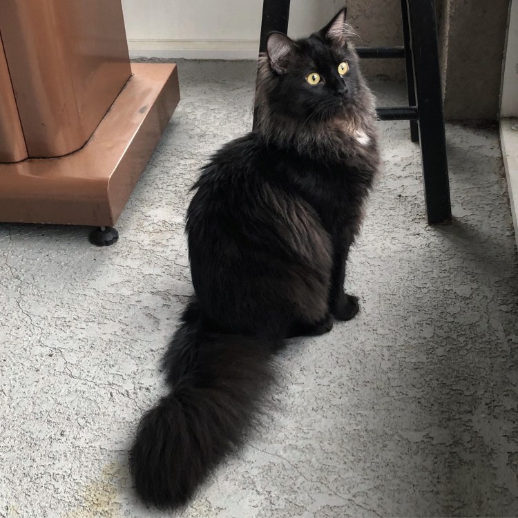 Шантильи Тиффани