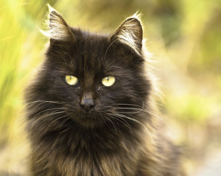 Шантильи Тиффани