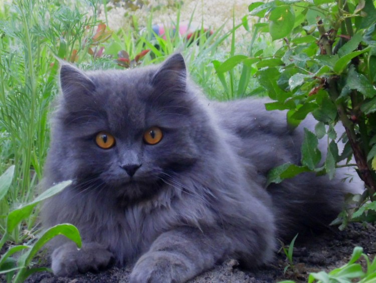 Шантильи кот