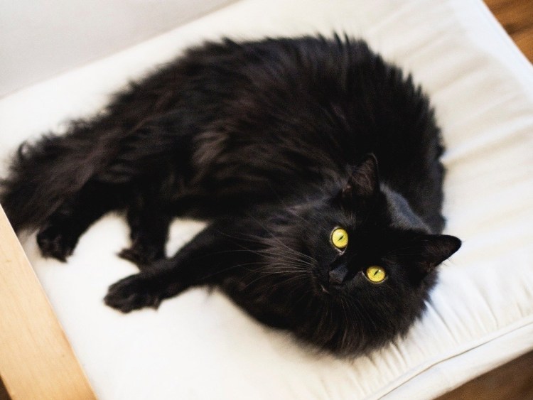 Шантильи Тиффани порода