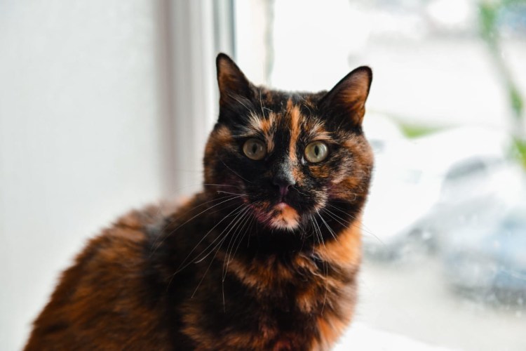 Тиффани шантильи черный цена