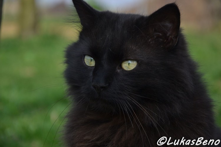 Тиффани шантильи черный порода кошек