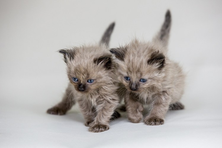 Шантильи Тиффани порода