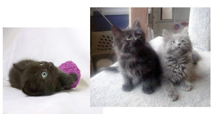 Кот породы шантильи Тиффани