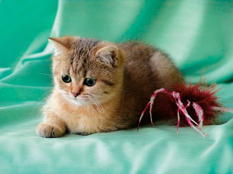 Порода кошек Тиффани фото