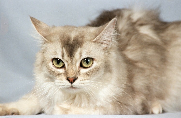 Тиффани порода кошек