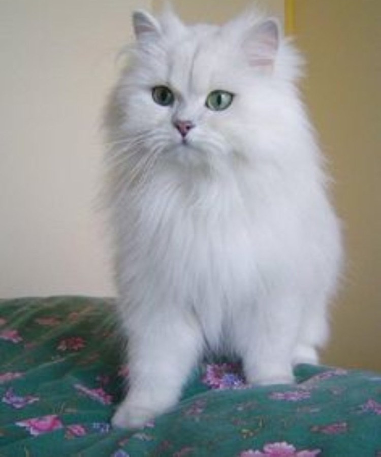 Бурмилла кошка длинношерстная