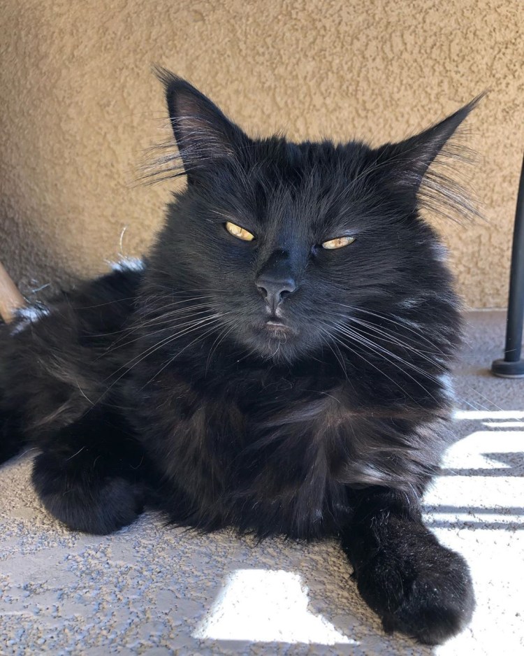 Бурмилла длинношерстная