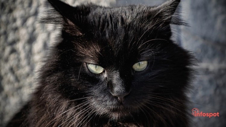 Черная длинношерстная кошка