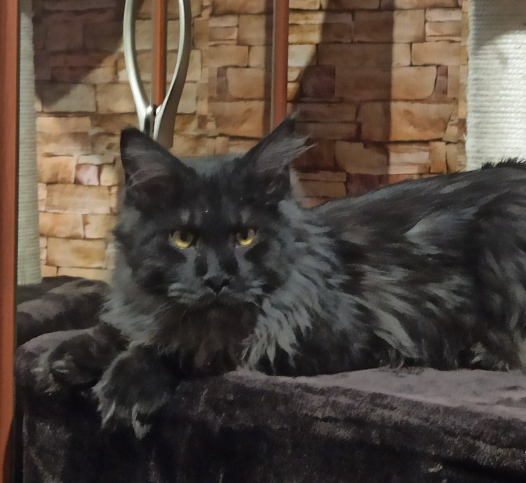 Шантильи Тиффани котята фото