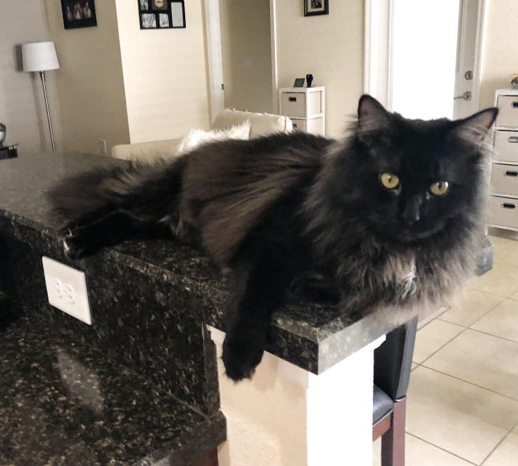 Шанталь Тиффани кошки