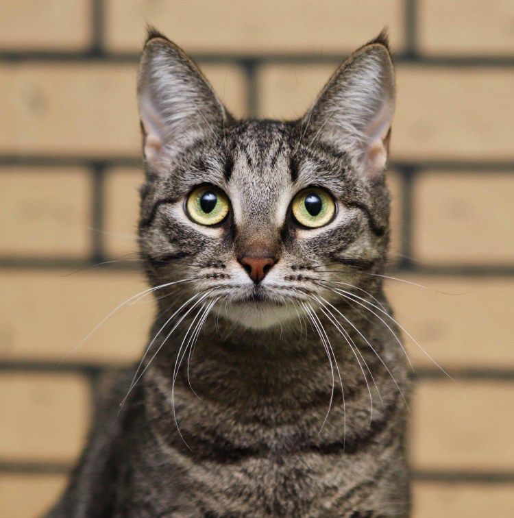 Британская длинношёрстная кошка белая