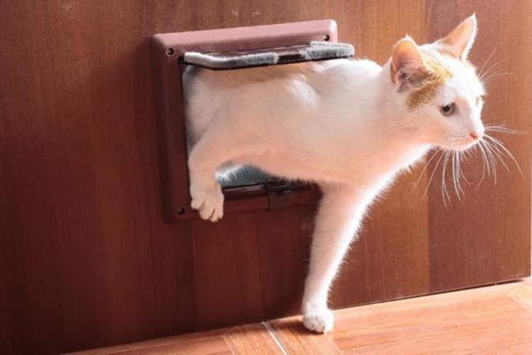 Дверка для собак