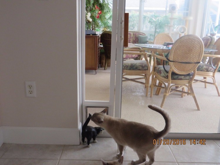 Trixie 4-way Cat Flap