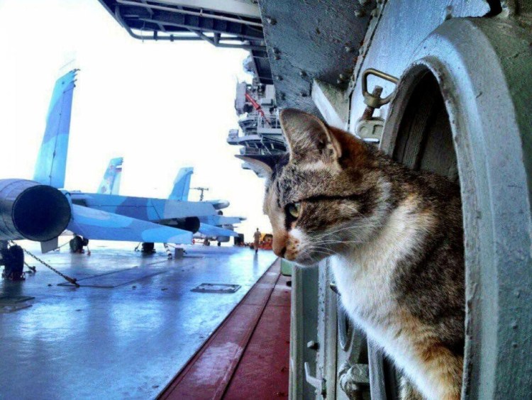 Кот на корабле