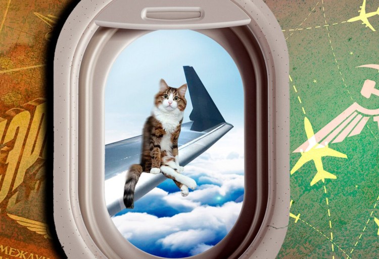 Котик самолетик