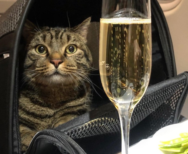 Кот Виктор Аэрофлот