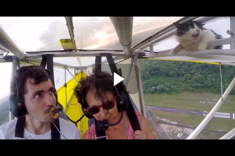 Кот на крыле самолета