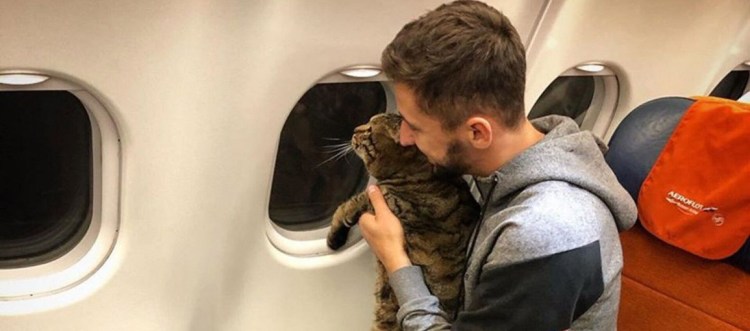 Жирный кот самолет