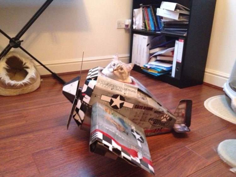 Самолет котов