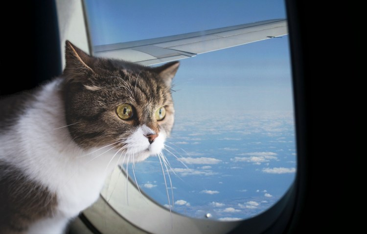 Кот в самолете