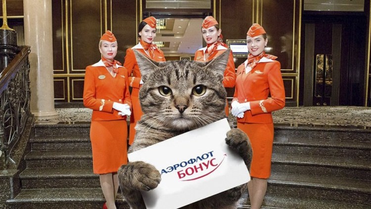 Толстый кот Виктор Аэрофлот