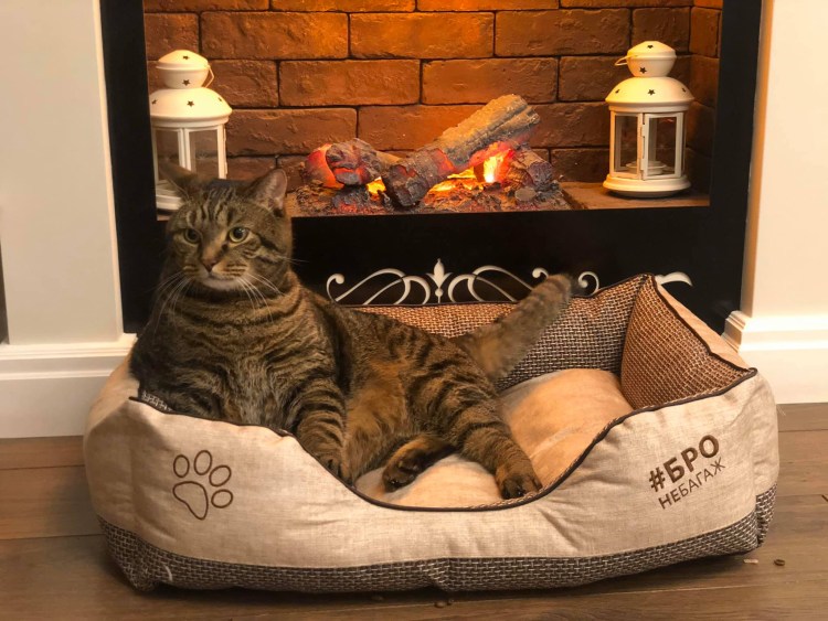 Толстый кот Виктор Аэрофлот