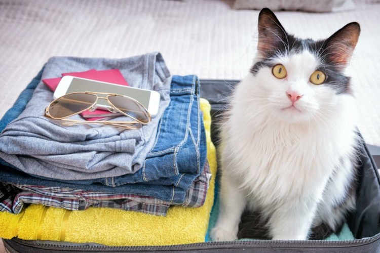 Чемодан коты