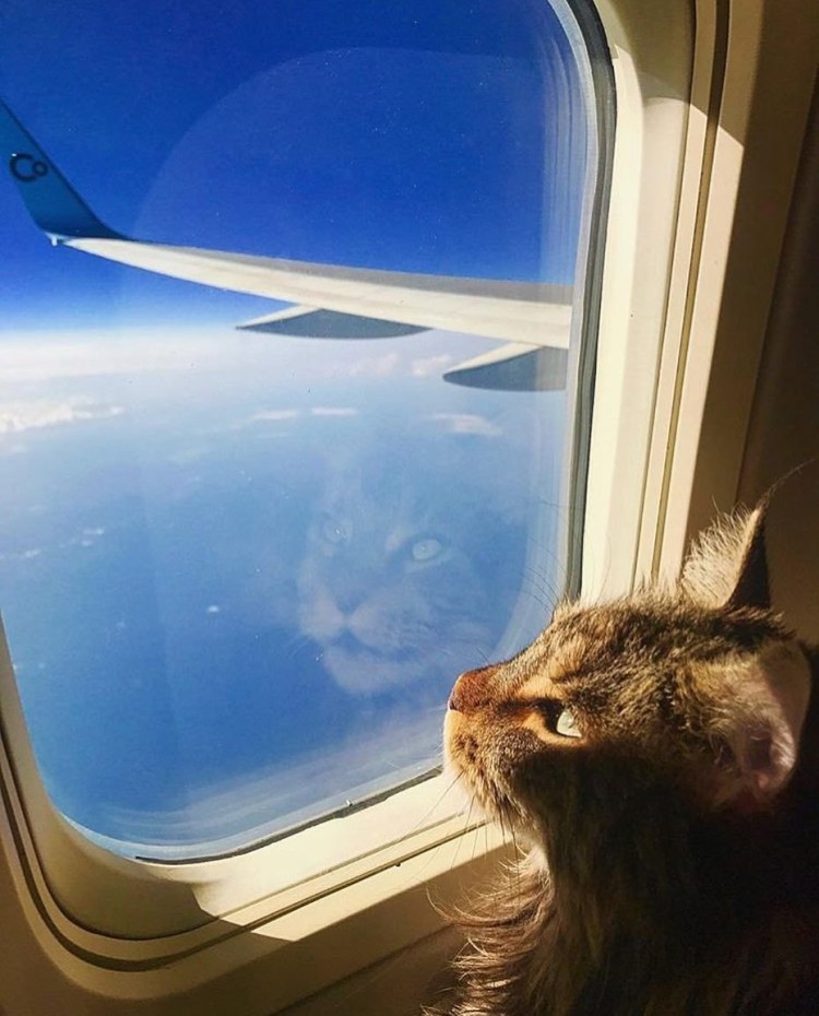 Кот летит на самолете