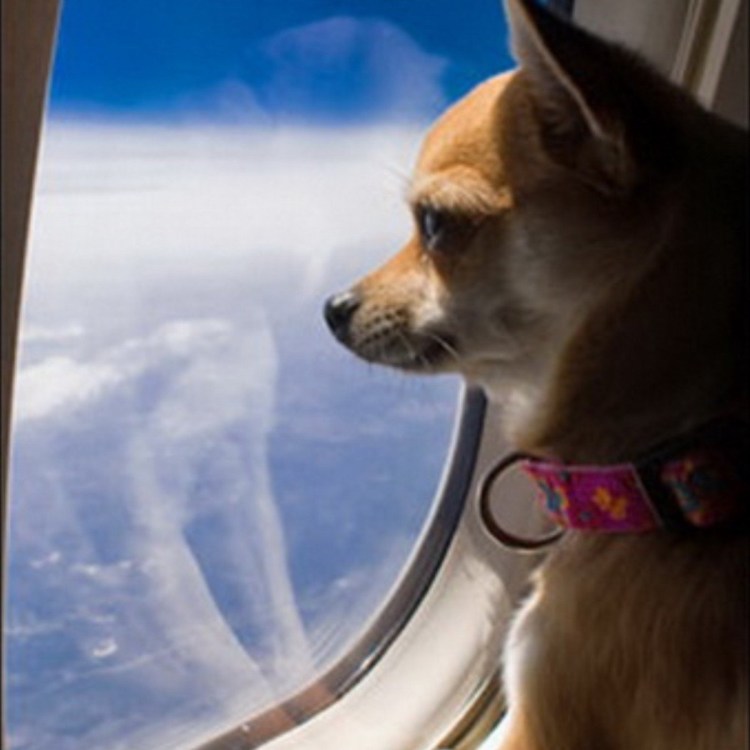 Собака в самолете