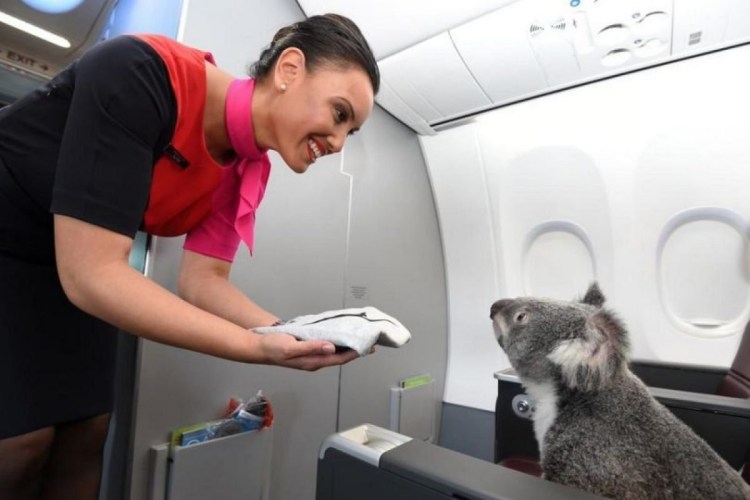 Панда в салоне самолёта